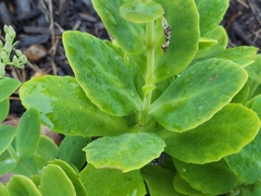 Hylotelephium spectabile