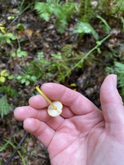 Pluteus chrysophlebius
