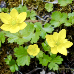 Anemonastrum richardsonii