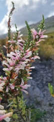 Erica perspicua perspicua