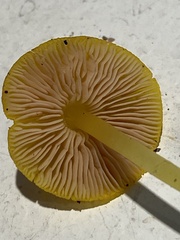 Pluteus chrysophlebius