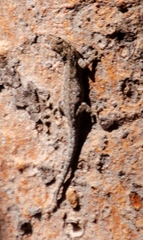 Lygodactylus chobiensis
