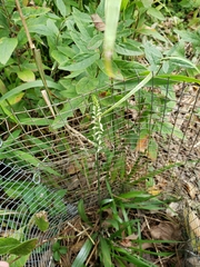 Spiranthes ovalis erostellata