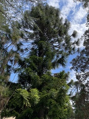 Araucaria
