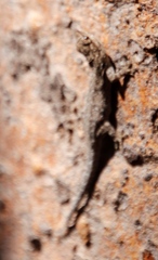 Lygodactylus chobiensis