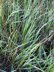 Sporobolus alterniflorus