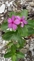 Catharanthus roseus