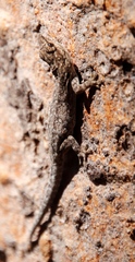 Lygodactylus chobiensis
