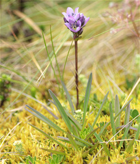 Gentianella corymbosa