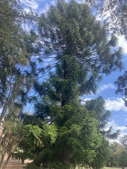 Araucaria