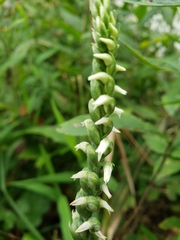 Spiranthes ovalis erostellata