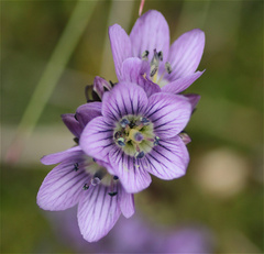 Gentianella corymbosa