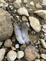 Utterbackia imbecillis