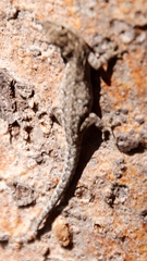 Lygodactylus chobiensis