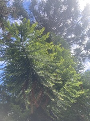 Araucaria