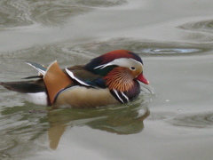 Aix galericulata