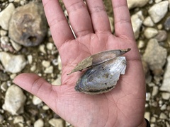 Utterbackia imbecillis