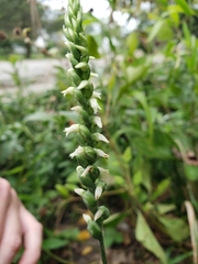 Spiranthes ovalis erostellata