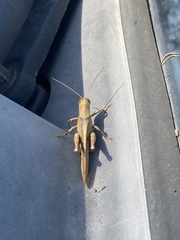 Schistocerca rubiginosa