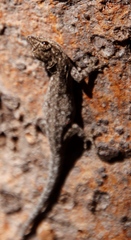 Lygodactylus chobiensis