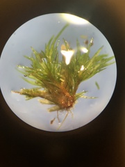 Dicranum montanum