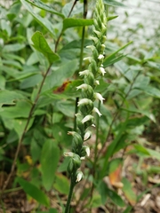 Spiranthes ovalis erostellata