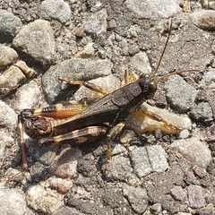 Melanoplus