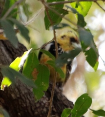 Trachyphonus vaillantii vaillantii