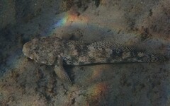 Gobius cobitis