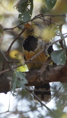 Trachyphonus vaillantii vaillantii