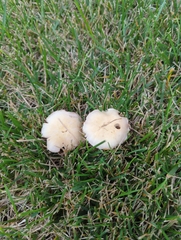Candolleomyces