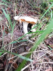 Russula cerolens