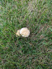 Candolleomyces