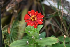 Zinnia elegans