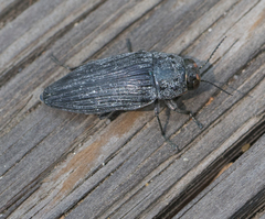 Buprestis lyrata
