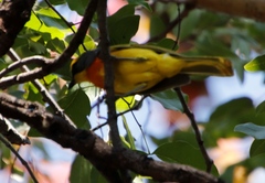 Telophorus sulfureopectus similis