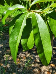 Prunus persica