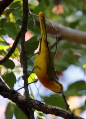 Telophorus sulfureopectus similis
