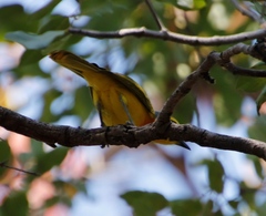 Telophorus sulfureopectus similis