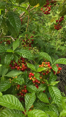 Psychotria nervosa