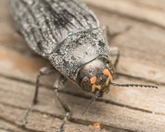 Buprestis lyrata