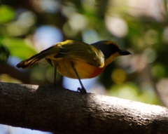 Telophorus sulfureopectus similis