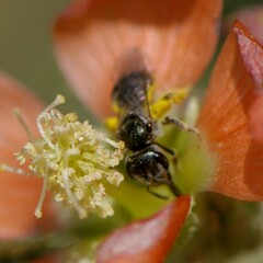 Halictus tripartitus