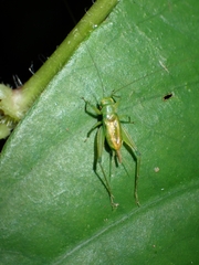 Cyrtoxipha