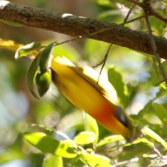 Telophorus sulfureopectus similis