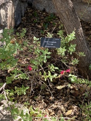 Salvia microphylla microphylla