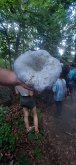 Lactarius indigo
