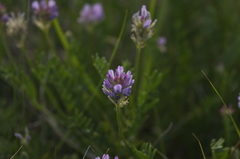 Astragalus laxmannii robustior