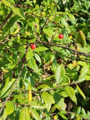 Prunus emarginata