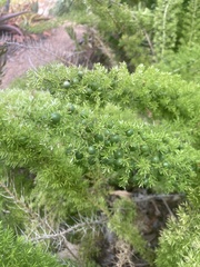 Asparagus densiflorus